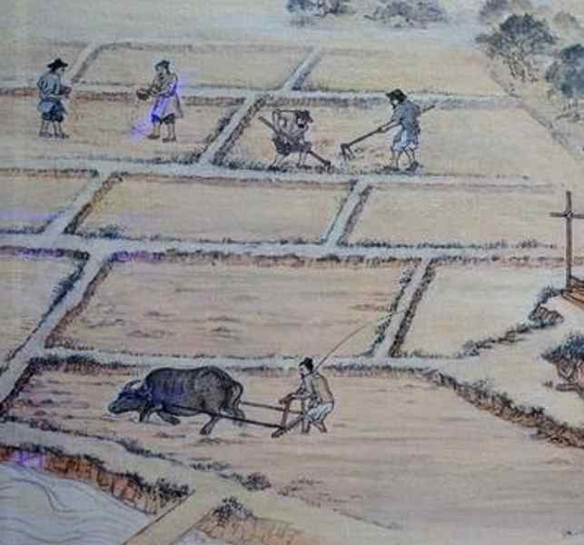 Люди впервые начали выращивать рис 9400 лет назад